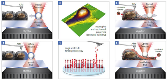 Optical tweezers trapping and moving particles in a light field during a live-cell AFM measurement
